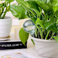 Miniatyrbillede 4 af 5: Automatisk vandingsdrypper til blomsterplanter 1,96\" diameter (Klar) 12 stk. FARVE2