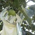 Miniatyrbillede 5 af 5: Havearbejde Frugtplukker Værktøj med Opsamlingspose - Ideel til Æbler, Citrusfrugter, Pærer, Ferskner