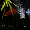 Miniatyrbillede 4 af 5: Akvarium Kuldioxid Transparent Bobletæller Refiner Akvariefisk Vandplanter (S)