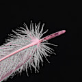 Miniatyrbillede 5 af 5: 50 stk. Hvide & Sorte & Pink Gåsefjer 15-20 cm Naturlige Fjer Til Forskellige Håndværk Og Beklædning Yj5-2 Pink