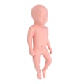 Miniatyrbild 5 av 8: Nyfödd modell Plast Educational High Simulering Full Term Baby Simulator Modell för undervisning