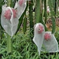 Miniatyrbillede 5 af 5: Nylon Snørelukning Netpose til Beskyttelse af Haveplanter mod Insekter og Fugle Hvid20STK 25*35CM