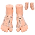 Miniatyrbillede 5 af 8: 2 stk 19 cm / 7,5 tommer fod akupunktsmodel Akupunktur undervisningshjælpemidler Fodmodel