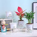 Miniatyrbild 3 av 4: 3x Självbevattnande Blomkruka Automatisk Vattenabsorption Suckulent 11*11*10CM