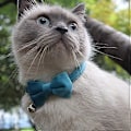 Miniatyrbild 3 av 3: Katt Halsband med Säkerhetsspänne, Bjällra och Fluga, Justerbara Säkerhets Halsband för Kattunge och Valp (6.8'-10.8\")