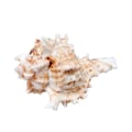 Miniatyrbillede 3 af 5: Store Naturlige Havskaller Jumbo Ocean Conch 7-8 Tommer Ideel til Bryllupsdekoration Strandfest Hjemmedekorationer DIY Håndværk