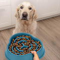 Miniatyrbillede 4 af 5: Anti-Fråd Skål, Måltid til Hunde, 600 ML, Langsom Fordøjelse, Tåler Opvaskemaskine, Blå