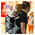 Miniatyrbillede 1 af 5: Pet Hund Udendørs Rejse Rygsæk til Vandreture og Cykling - Justerbar Bærepose til Fransk Bulldog og Mops - Grå