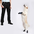 Miniatyrbild 4 av 4: Klickerträning Koppel för Husdjur Katt Häst Fåglar Valp