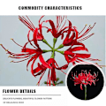 Miniatyrbillede 3 af 5: 5 stk. Spider Lily Kunstig Sten Hvidløg Løg Lang Stilk Real Touch Hjemmekontor Hotel Stue Dekoration - B17 Pink