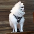 Miniatyrbillede 4 af 5: Trækfri Hundesele Justerbar Åndbar Reflekterende Letvægts Kæledyrssele Vest Front Clip Blød Mesh Polstret Flugtsikker Nem Kontrol til Udendørs Gåture