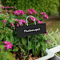Miniatyrbillede 3 af 5: 12 stk. holdbare metalhaveetiketter til planteskoleplanter, grøntsager og blomster (sort)