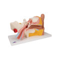 Miniatyrbilde 2 av 5: E10 øreanatomimodell, 3x forstørrelse, delt i 4 deler + gratis disseksjonsapp - 3B Smart Anatomy