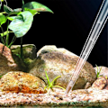 Miniatyrbillede 1 af 5: Akvarievandskifter Akvarierens Pipette Vandskifter