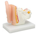 Miniatyrbillede 5 af 8: Menneskelige øre Anatomisk model Klar struktur Simulering indre øre model til uddannelse Display