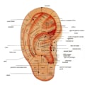 Miniatyrbilde 5 av 6: Auricular Points Detector Automatisk øredeteksjon Pen Advarsel Lyd Akupressur