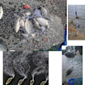 Miniatyrbillede 3 af 3: Holdbart fiskenet i plast med fjederforbindelse og selvlysende perler - fiskegrej tilbehør 8#