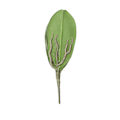 Miniatyrbild 2 av 8: Phalaenopsis Blad Orkidéblad Bröllop Heminredning Simuleringsväxter
