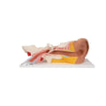 Miniatyrbild 1 av 5: E10 öronanatomimodell, 3x förstoring, uppdelad i 4 delar + gratis dissektionsapp - 3B Smart Anatomy