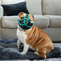 Pikkukuva 5 / 5: Hengittävä, säädettävä koiran kuonokoppa ranskalaisille bulldoggeille ja mopseille, joilla on lyhyet kuonot, L, punainen