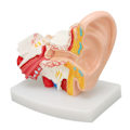 Miniatyrbillede 1 af 8: Menneskelige øre Anatomisk model Klar struktur Simulering indre øre model til uddannelse Display