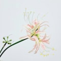 Miniatyrbillede 1 af 5: 5 stk. Spider Lily Kunstig Sten Hvidløg Løg Lang Stilk Real Touch Hjemmekontor Hotel Stue Dekoration - B17 Pink