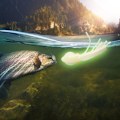 Miniatyrbilde 5 av 8: Myk PVC lysende kunstig naturtro blekksprut fiske lokke agn Swimbait (10 stk 6,5 cm)
