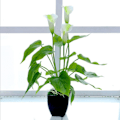 Miniatyrbild 2 av 8: Konstgjord blomma vardagsrumsdekoration plastblommor simulering krukväxt prydnader falsk blomma