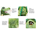 Miniatyrbillede 5 af 5: Dinosaur Hånddukke 30 cm Tyrannosaurus Plyslegetøj Blød Udstoppede Dyr Dukke Til Børn Historiefortælling Rollespil Zekai Drage