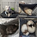 Miniatyrbilde 5 av 5: Liten Dyrehengeköye Ilder Seng Hengeköye og Tunnelbur for Rotte Hamster Ekorn Sukkerflyger Marsvin