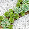 Miniatyrbillede 2 af 3: Dekorative Stene Hvide Sten Små Dekorative Sten Naturlige Dekorative Gruss Sten Marmor Sten Dekorative Natursten til Blomsterpotter Akvar
