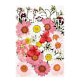 Miniatyrbilde 1 av 5: 36 stk Ekte Tørkede Pressede Blomster Blader Kronblader kompatible med DIY Lys Resin Smykker Negl Anheng Håndverk Ma