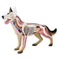 Pikkukuva 1 / 5: Eläimen elimistön anatomiamalli 4D Koira Älykkyys Kokoamislelu Opetus Anatomiamalli DIY Laitteet