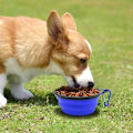 Miniatyrbild 2 av 5: Hopfällbar Bärbar Husdjurskål för Resor Utbyggbar Hundmatskål Vattenfat Blå Grön