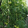 Miniatyrbild 5 av 5: Tomatstöd Krok Tomatkrok Metall Tomatrep Tomatkrok Tomatställ Dragkrok För Växttillväxt 10m 6 Stycken