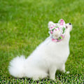 Miniatyrbillede 5 af 5: Solbeskyttende solhat til hund S Sort