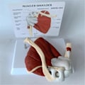 Pikkukuva 4 / 5: Lihaksikas olkapäämalli, ihmisen anatomian oikean olkapään nivelmalli, lääkärin vastaanoton ja luokkahuoneen anatomiamalli