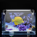 Miniatyrbilde 3 av 8: Klips på akvarium mini LED-lys utvidbar fisketanklampe EU-plugg 220V