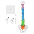Rygsøjlemodel PVC 45 cm Farvekodet Miniature med Lårbenssæt Kit til Læring Undervisning