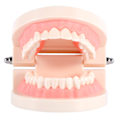 Miniatyrbillede 3 af 8: 1 stk PVC Dental Teaching Study Standard Model Demonstration Lær børn at børste tænder