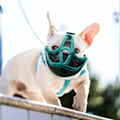 Miniatyrbilde 4 av 5: Justerbar pustende mesh hundemunnbind for fransk bulldog og mops XL grønn