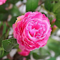 Miniatyrbild 4 av 5: 180 cm konstgjord pionblomma rotting, lindad runt grön växtbakgrund, växtblomväggdekoration inomhus (2 st) D