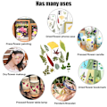Miniatyrbild 6 av 6: Äkta växtprover torkade blommor assorterade naturliga torkade blad för pressade bladhantverk dekoration