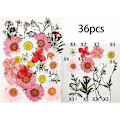 Miniatyrbilde 5 av 5: 36 stk Ekte Tørkede Pressede Blomster Blader Kronblader kompatible med DIY Lys Resin Smykker Negl Anheng Håndverk Ma