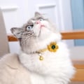 Miniatyrbillede 2 af 5: 1 stk. Justerbart spænde Klokker Anti-tab Holdbart Kat Tilbehør Kæledyrshalsbånd