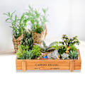 Miniatyrbillede 3 af 8: Multifunktionel trækrukke til opbevaring af sukkulenter og blomster - Mørk træfarve