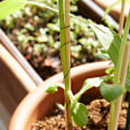 Miniatyrbillede 2 af 4: Bindetråd til planter: 4 stk. 35 m bindetråd til have og planter - ophængnings- og strammetråd - fleksibelt kabel til gør-det-selv og havearbejde