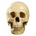 Miniatyrbillede 2 af 5: Model 1: 1 Resin Menneskekranie Anatomisk Undervisningsdekoration Gul