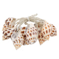 Miniatyrbillede 1 af 8: Conch-formede 10 LED-lyskæder batteridrevne til indendørs og udendørs fødselsdagsbryllup varmt lys