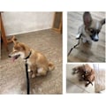 Miniatyrbilde 5 av 5: Lang hundetreningsbånd med håndtak for små og store hunder - Svart (5m)